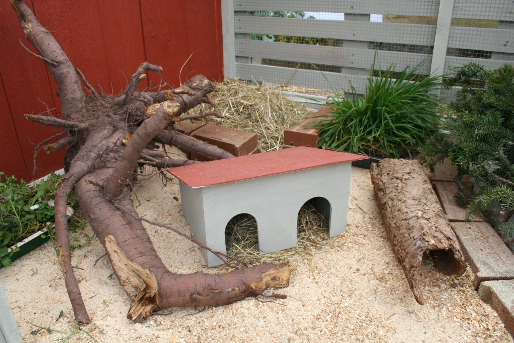 Holzspäne als Einstreu im Wachtelstall