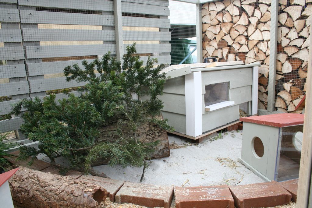 Sandeinstreu im Wachtelstall