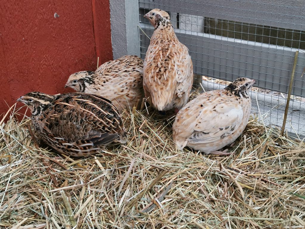 drei isabellfarbene und nur eine wildfarbene Wachtel in der Heu-Ecke