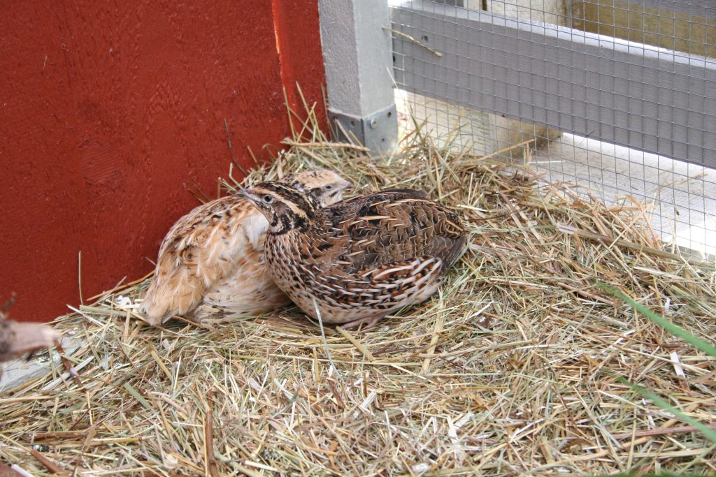 Chillen in der Kuschelecke