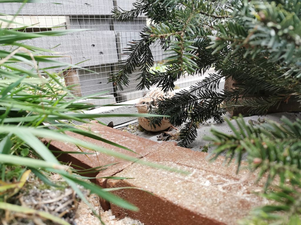 im Räuberwald kann man sich super verstecken