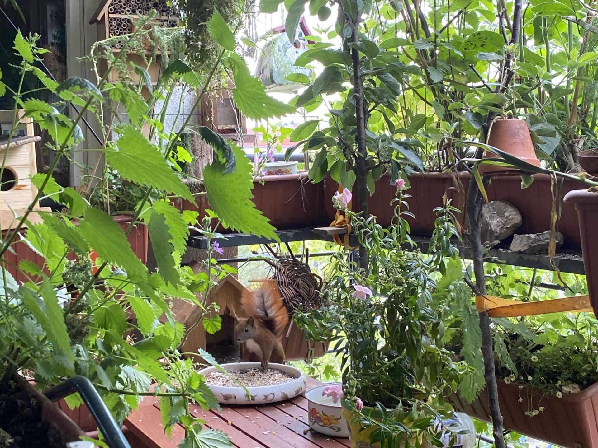 Eichhörnchen und Pflanzenfülle auf Birgit Schattlings Balkon