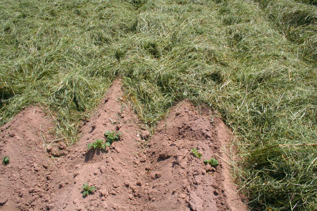 Grasmulch-Kartoffelacker regenerative Landwirtschaft im Kartoffelanbau: gemulchter Kartoffelacker