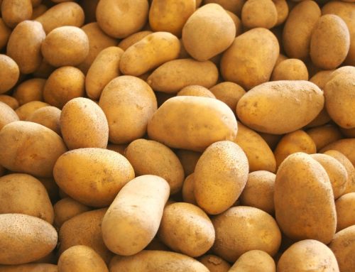 Umstellung unseres Kartoffelanbaus auf regenerative Landwirtschaft